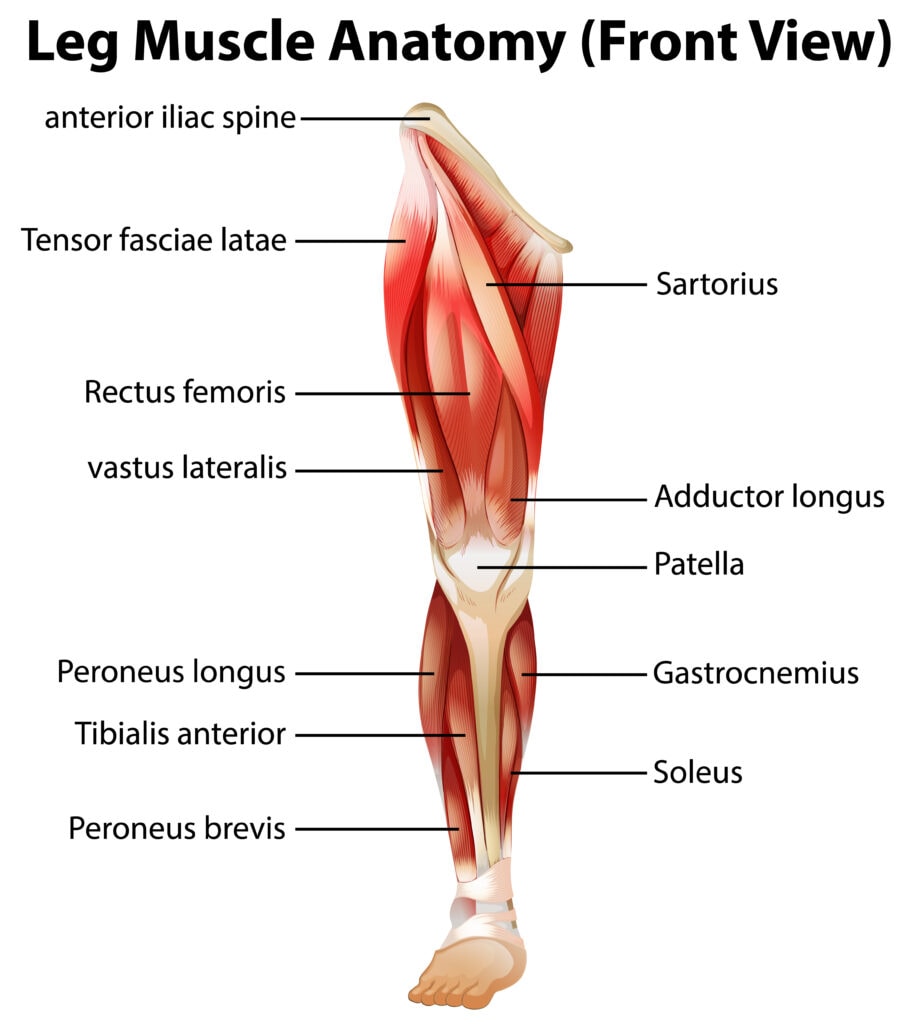 Leg Diagram