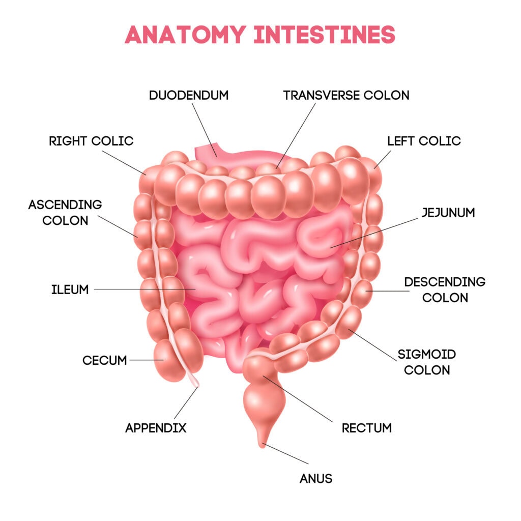 Colon Diagram