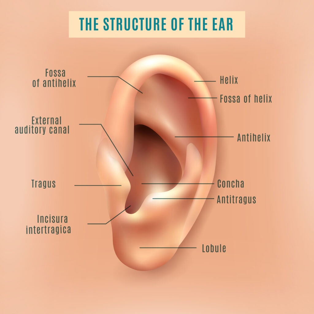 Ear Diagram