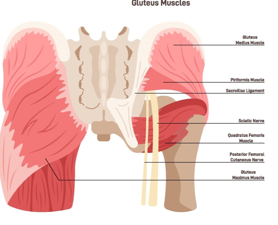 Glute Muscle Diagram