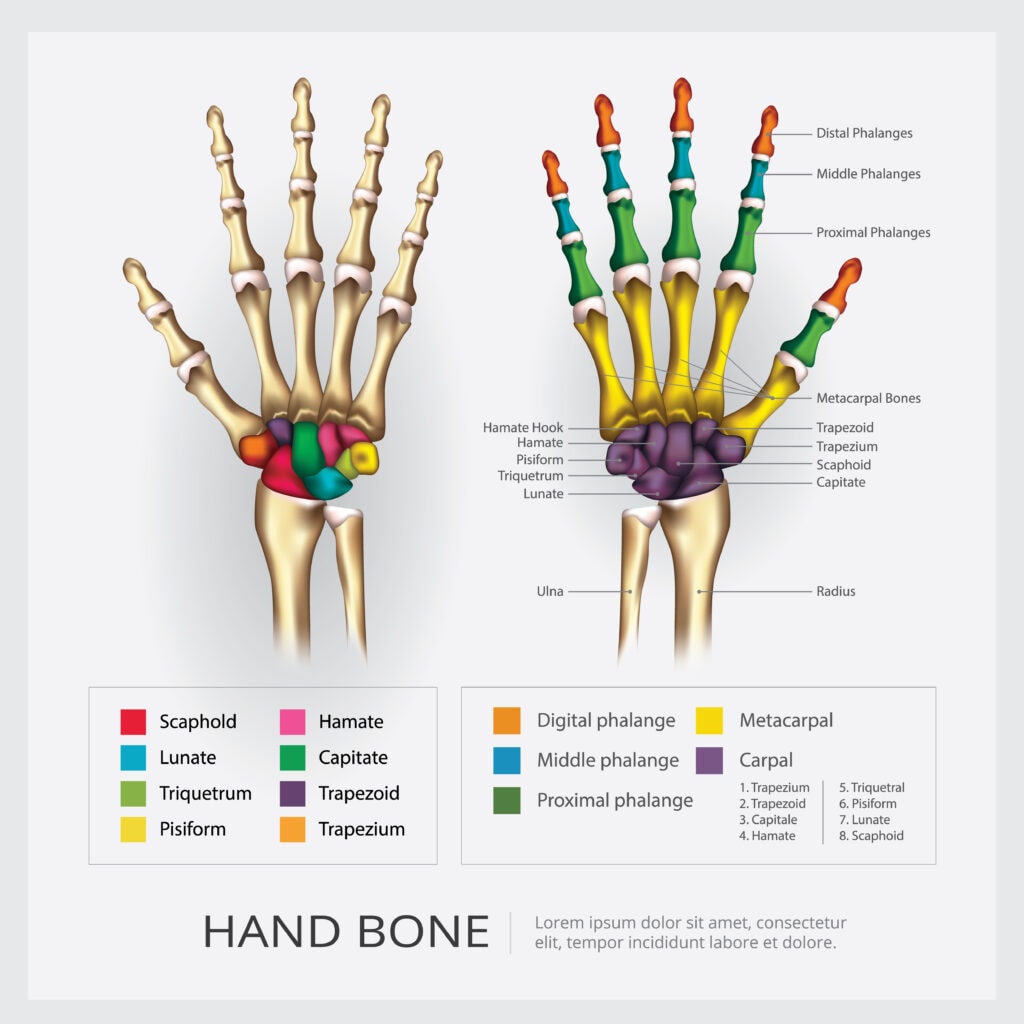 Hand Bones Diagram