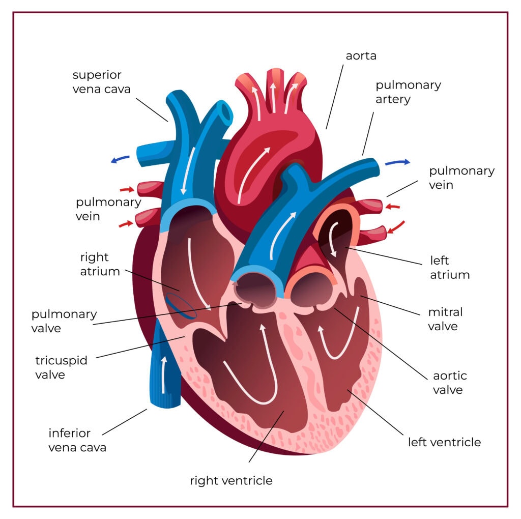 Heart Diagram