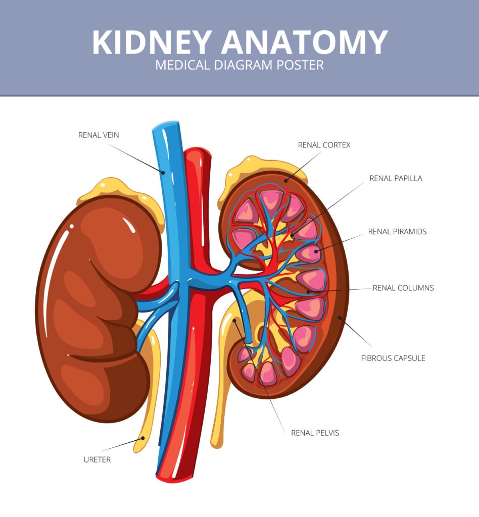 Kidney Diagram