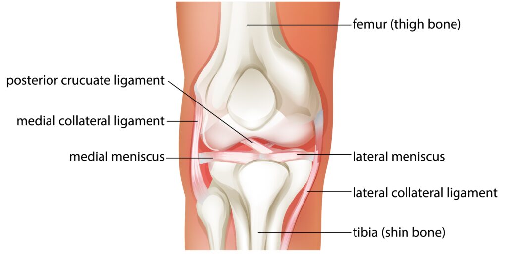 Knee Ligaments Diagram: Anatomy, Functions, and Injuries 2 Knee Ligaments