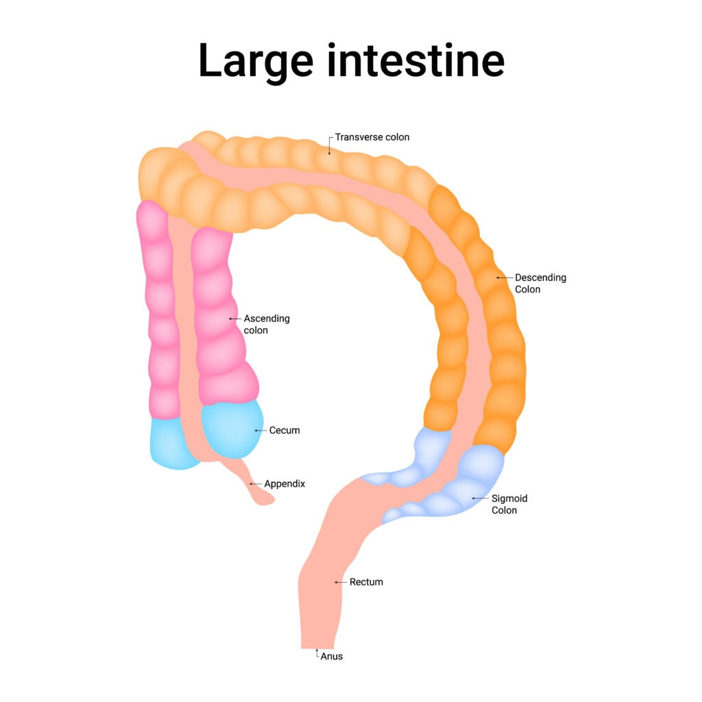 Large Intestine Diagram with Labels