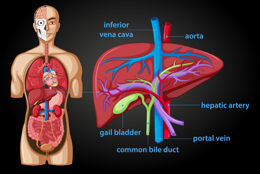 Liver Diagram 
