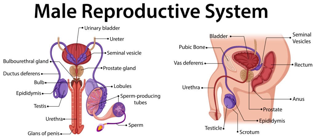 Male Reproductive System Diagram