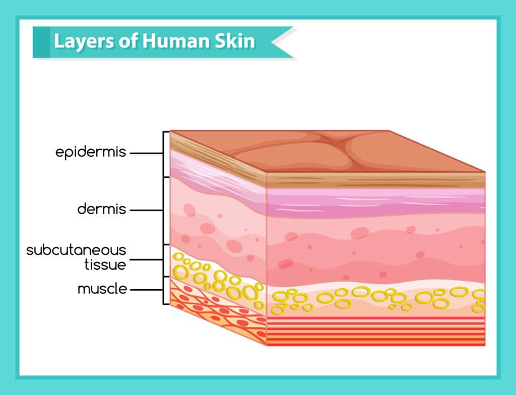 Skin Layers Diagram