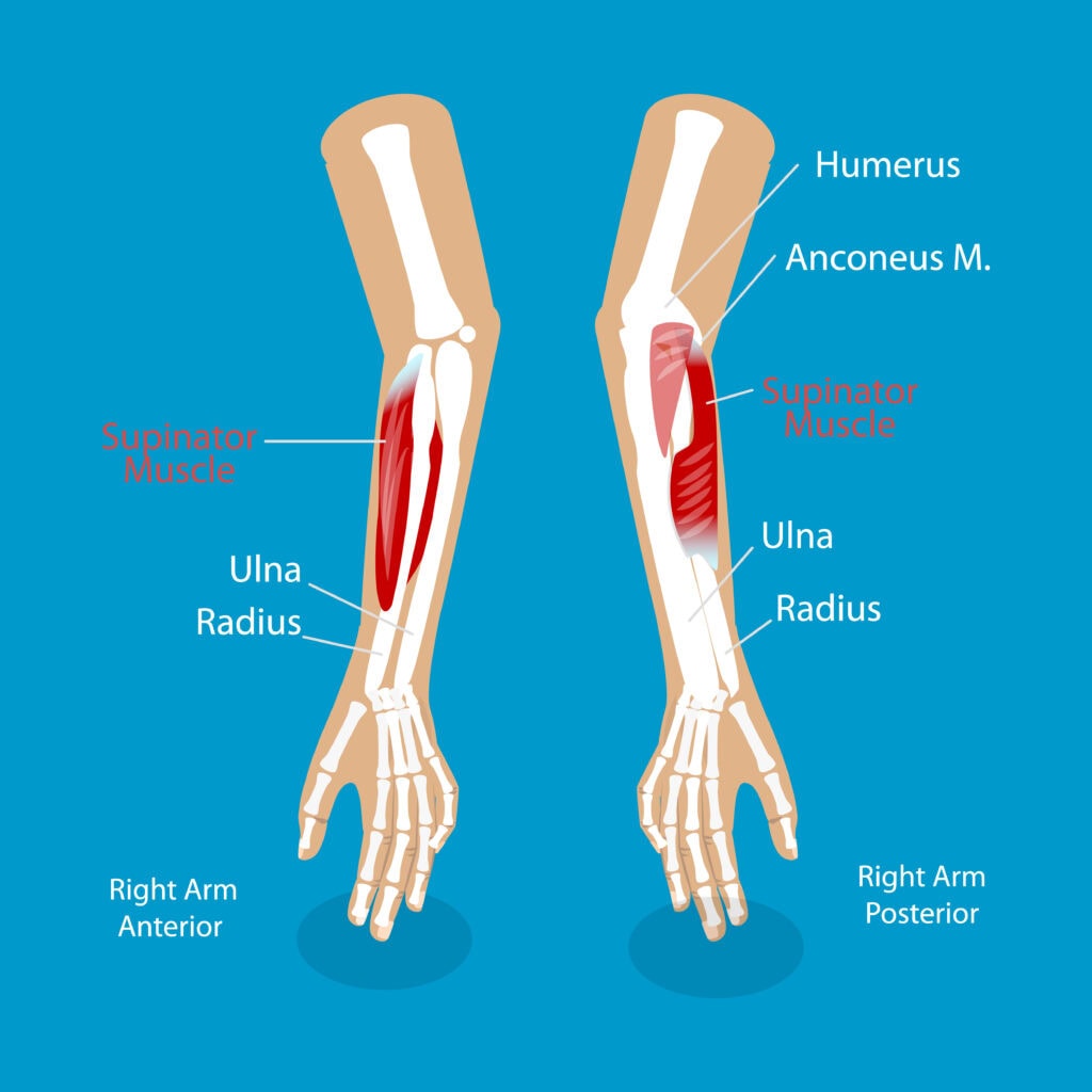 Supinator Muscle