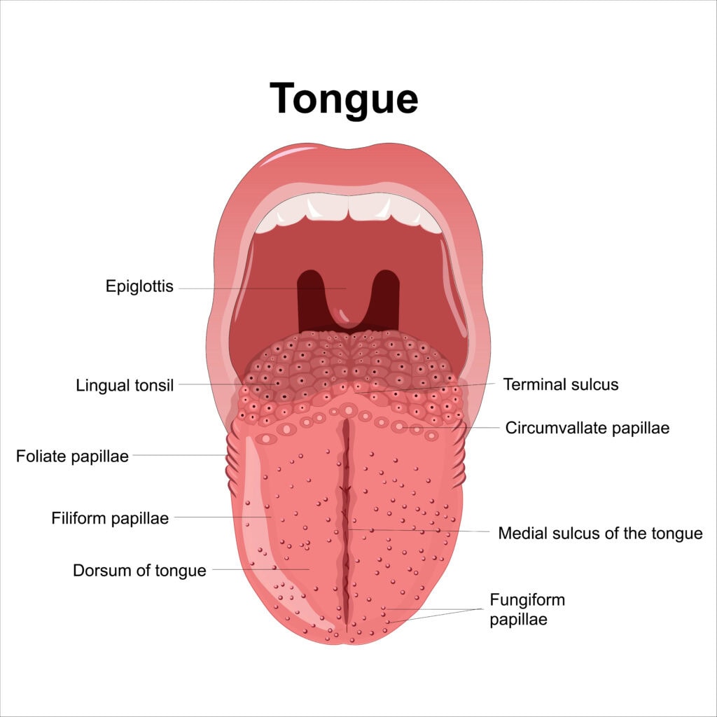 Tongue Diagram