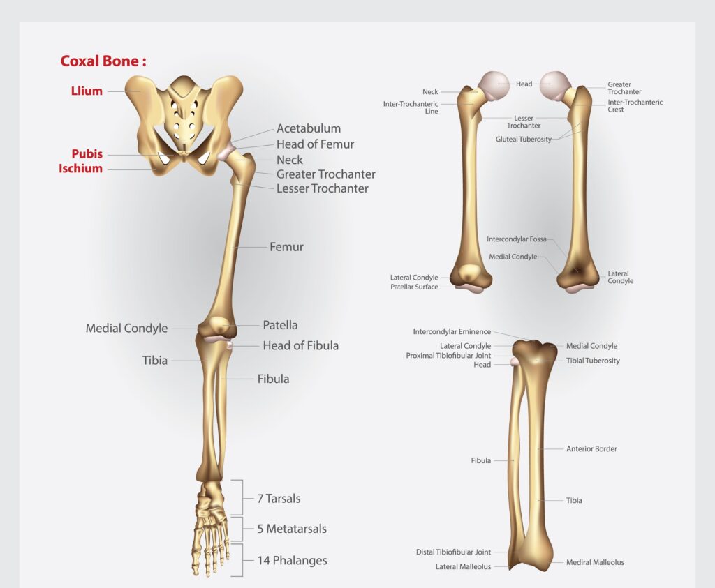 Structure and Function of Leg Bones