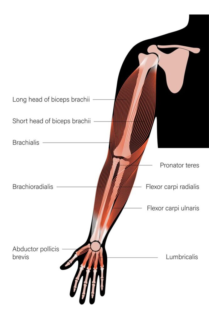 Anatomy of the Brachioradialis Muscle