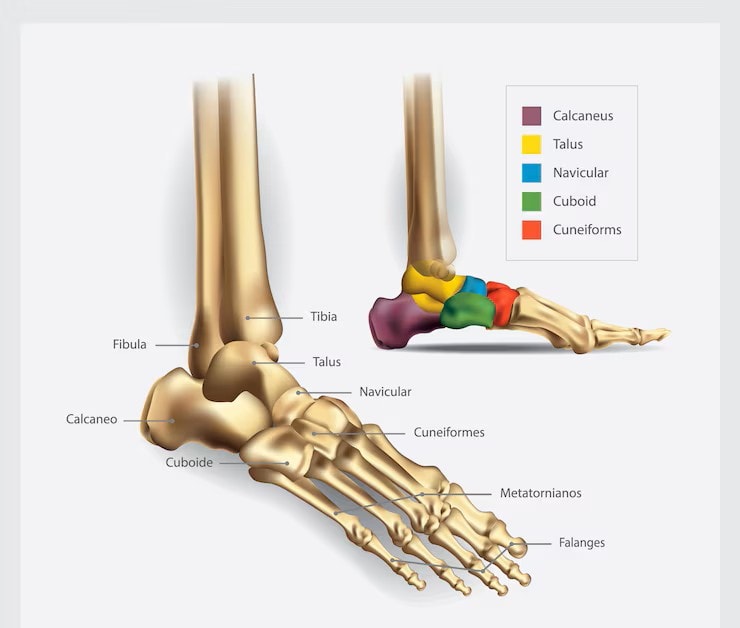 Foot bone