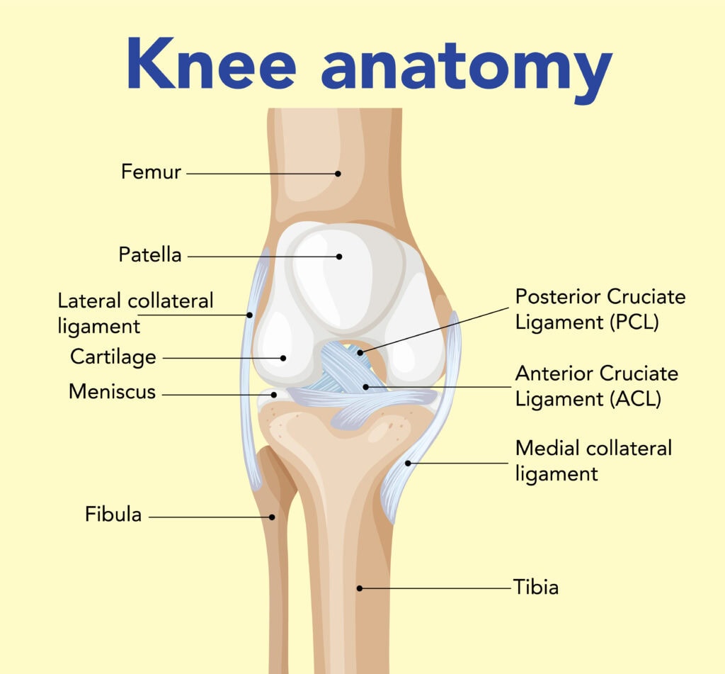 Knee Anatomy: Diagram, Ligaments, Bones, and Movements 2