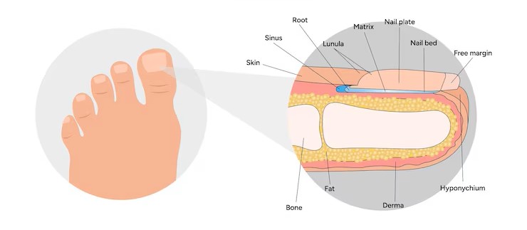 Nail Anatomy