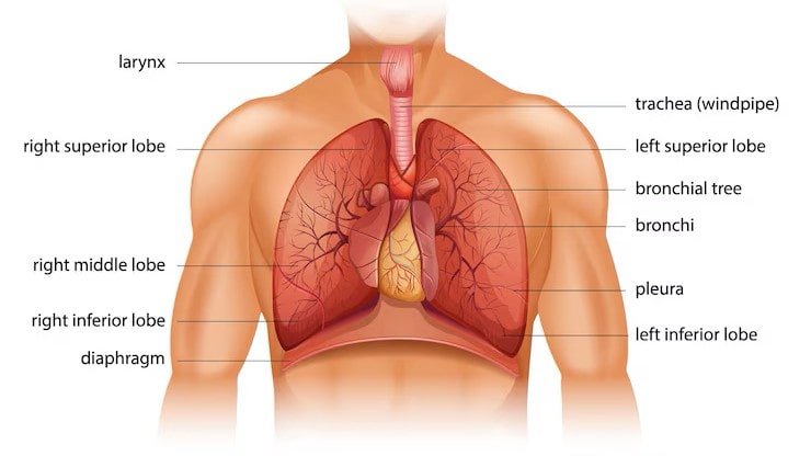 Structure of the Diaphragm