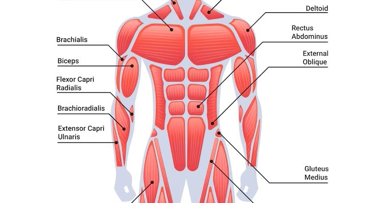 Biceps showing on the human upper body muscle
