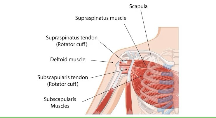 Anatomy of the Deltoid Muscle
