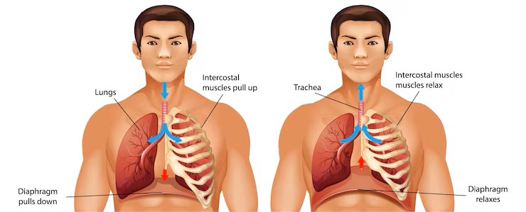 Diaphragmatic Openings
