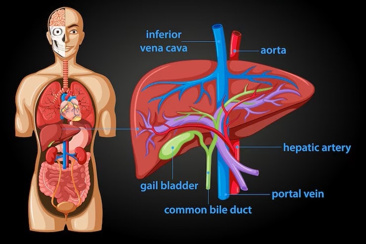 Liver Anatomy
