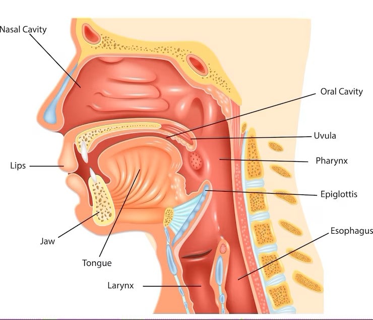 Throat anatomy