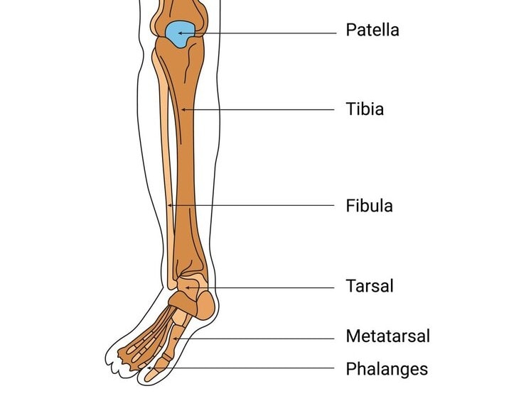 Tibia Fibula
