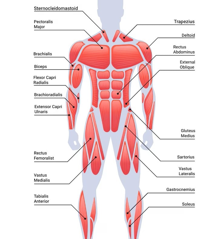 Human whole Muscle Diagram